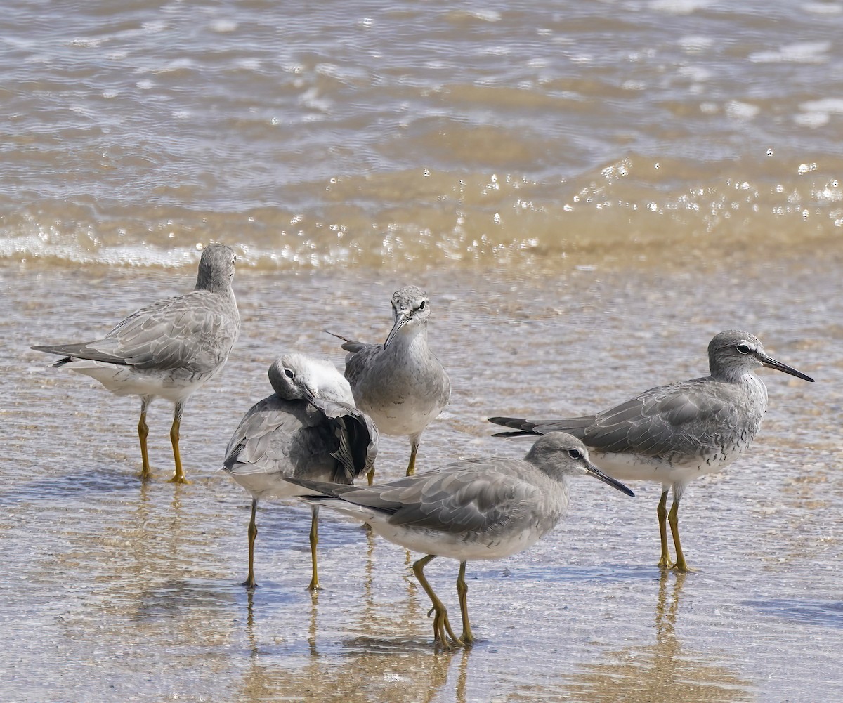 Gray-tailed Tattler - ML646889275