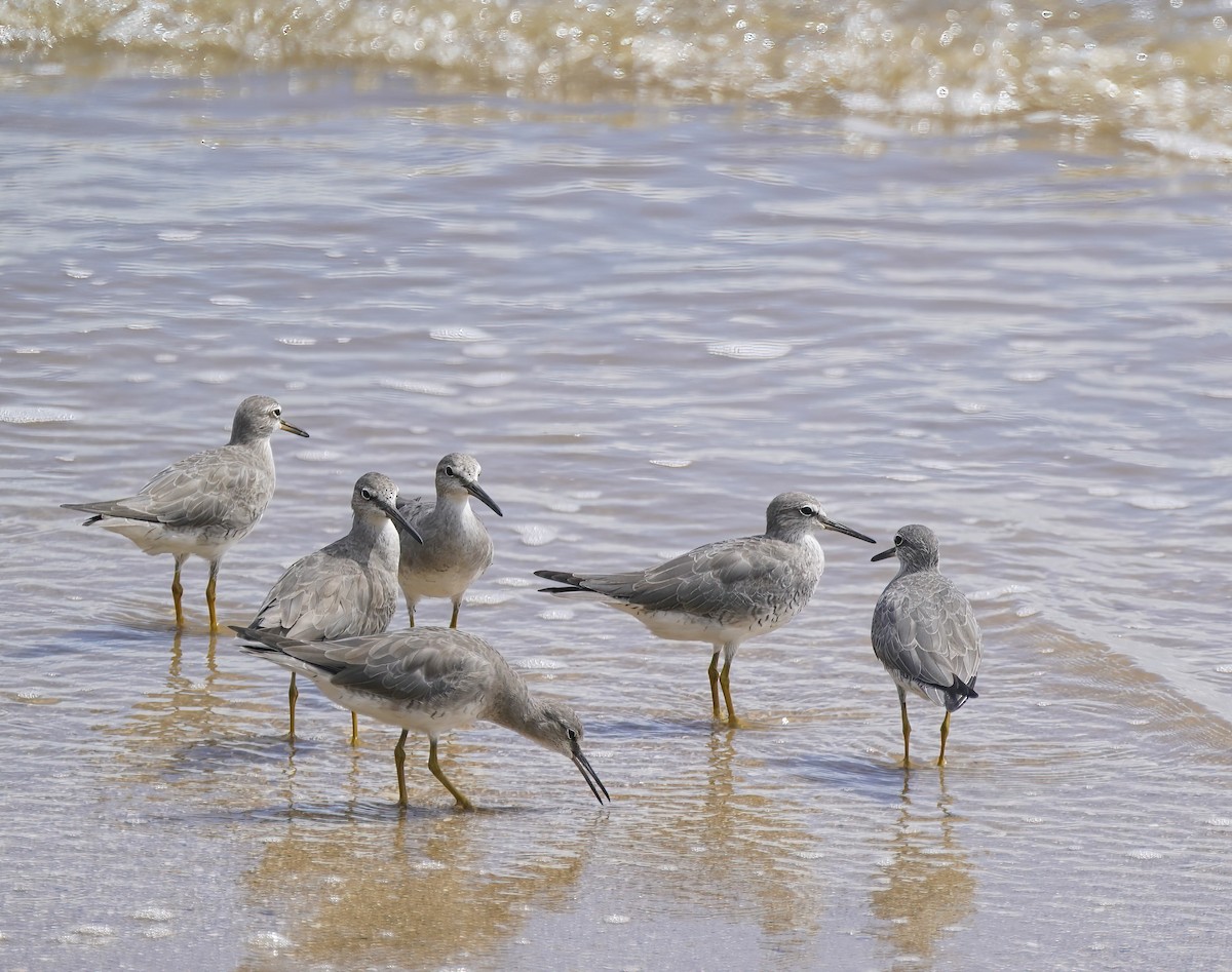 Gray-tailed Tattler - ML646889276