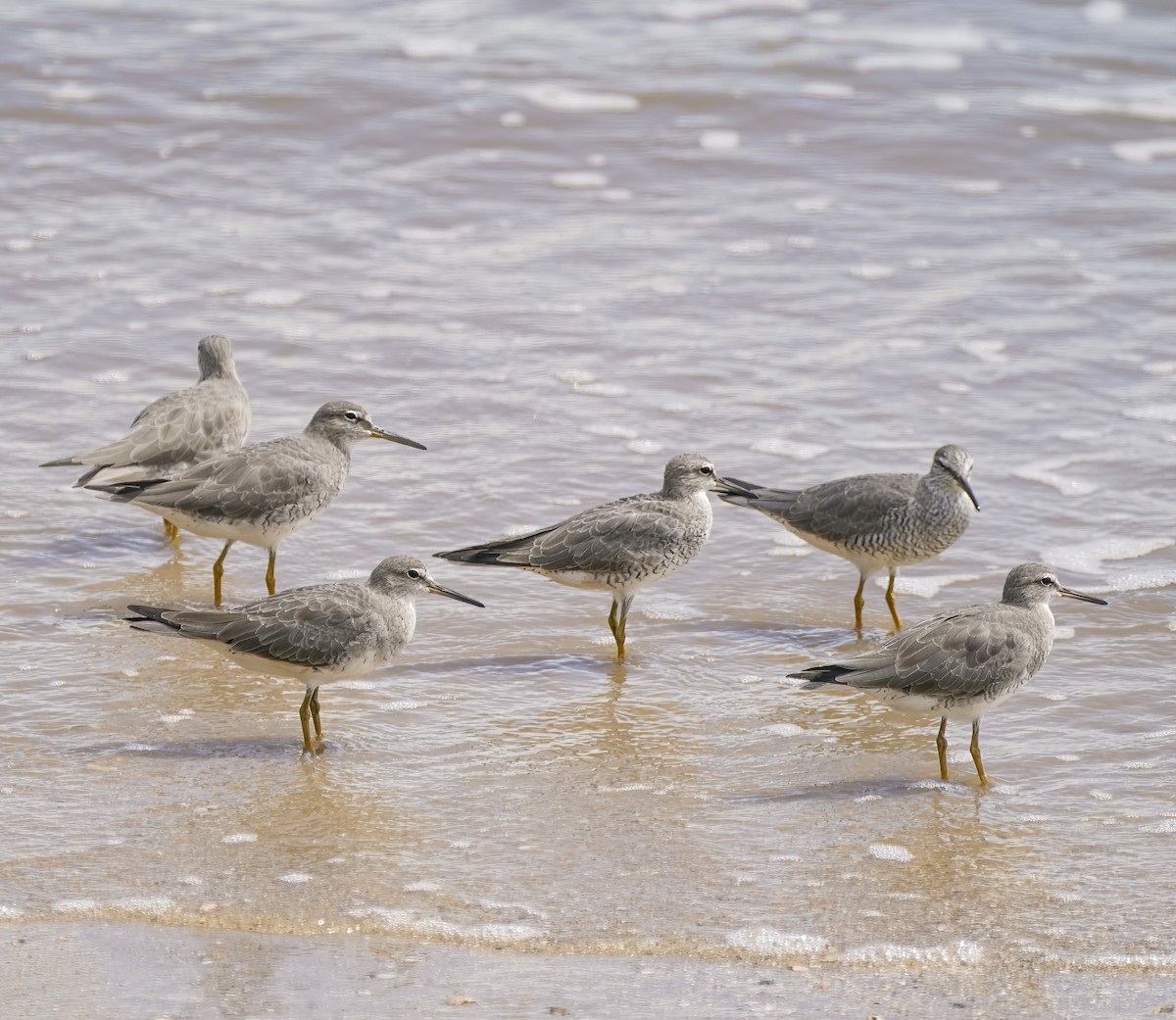 Gray-tailed Tattler - ML646889277