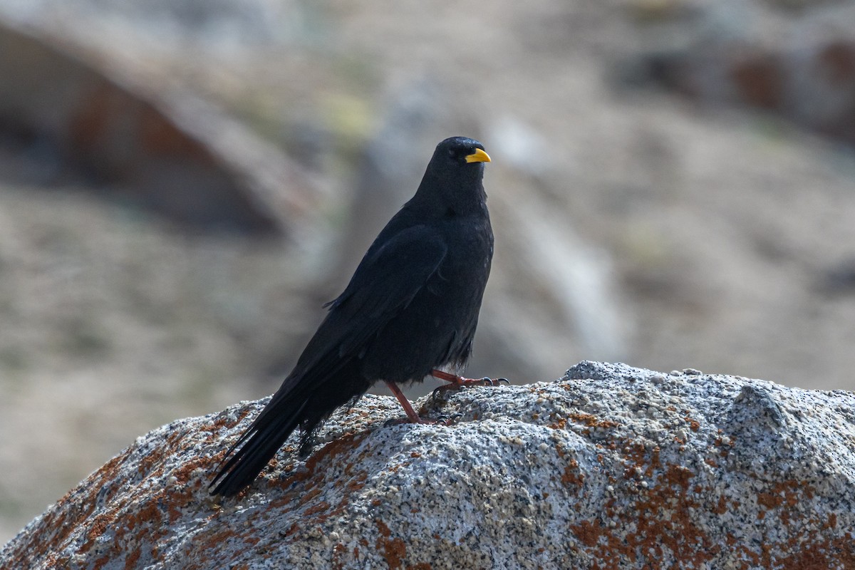 キバシガラス - ML646889278