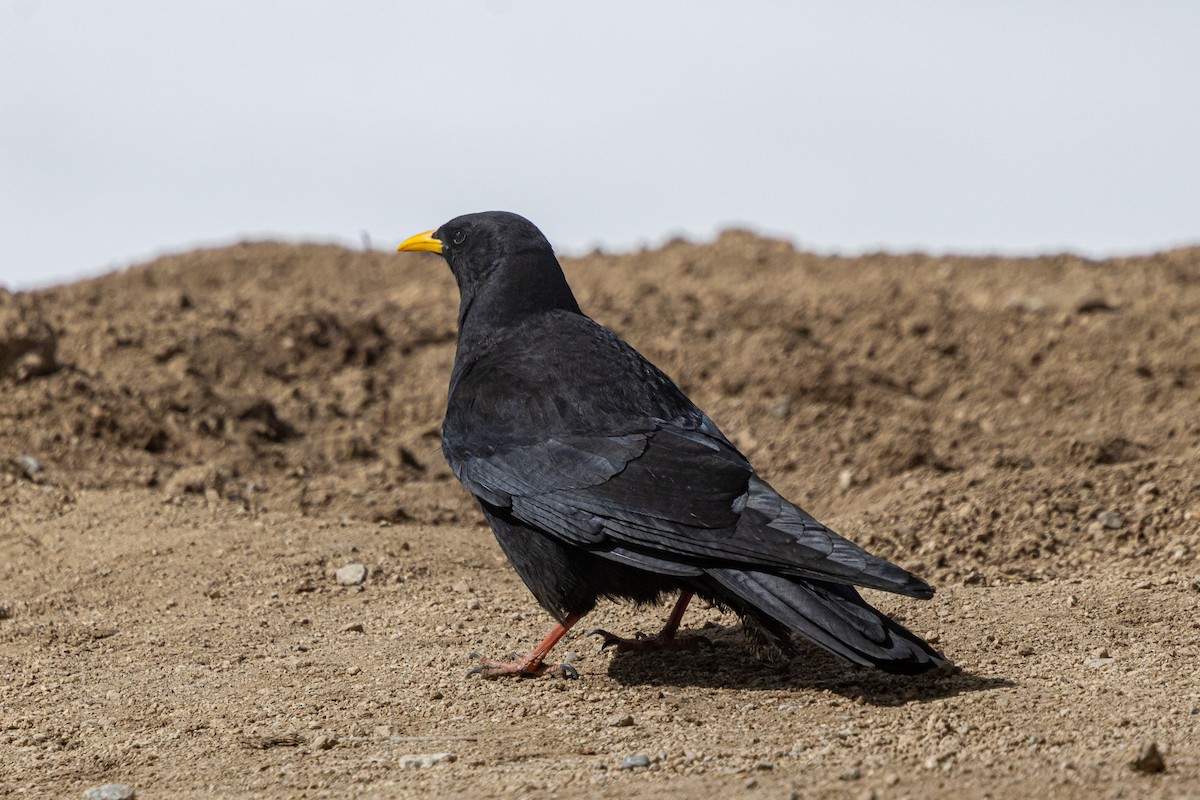 キバシガラス - ML646889279