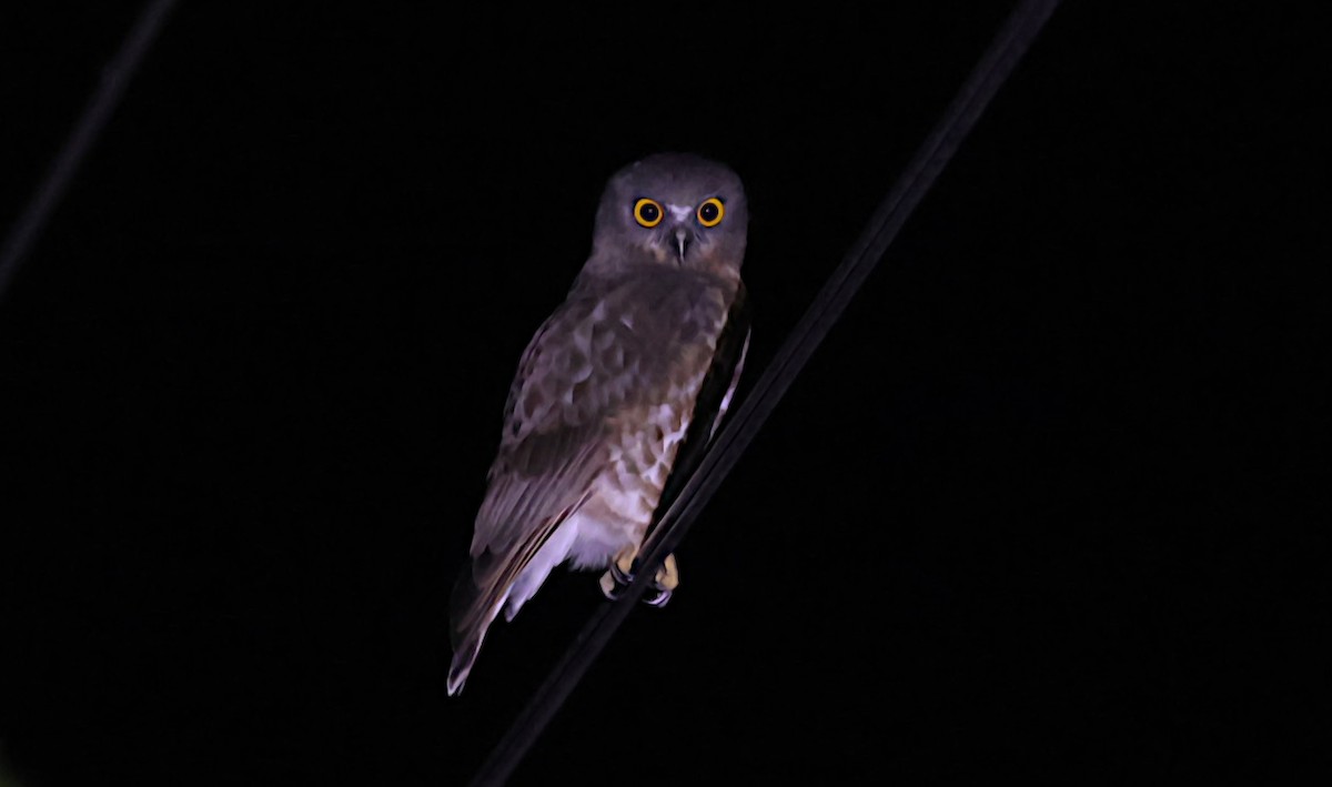 チャイロアオバズク - ML646889285