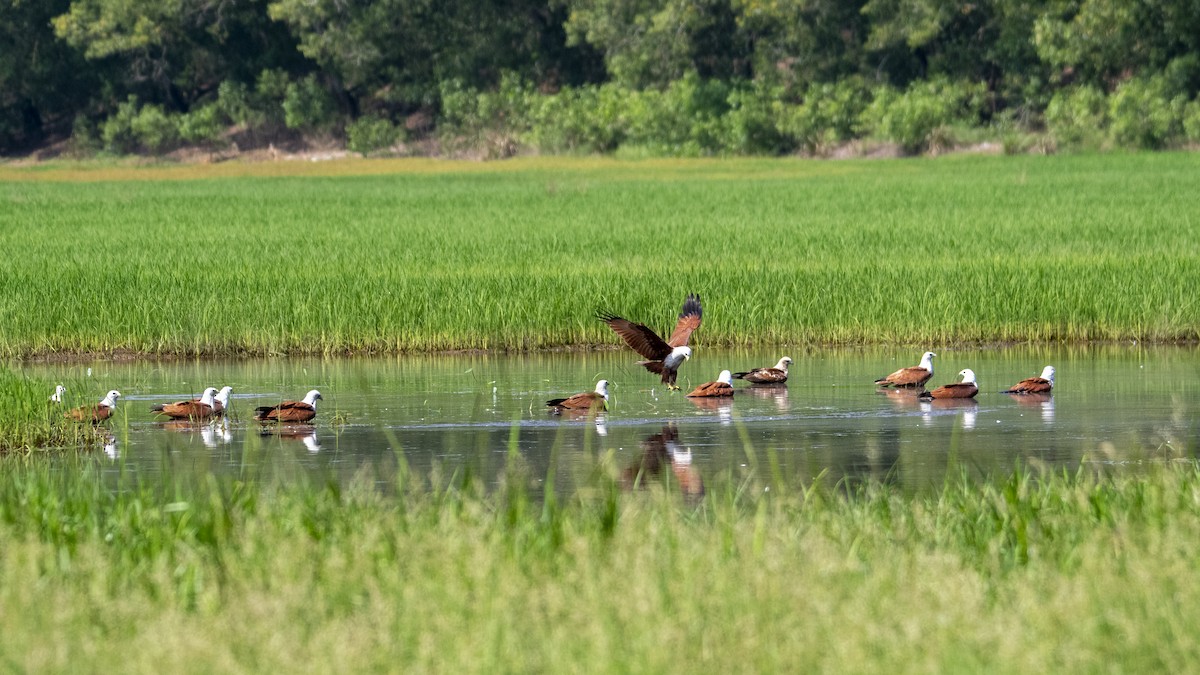 Brahminy Kite - ML646889288