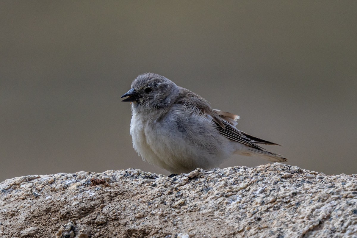 ハジロユキスズメ - ML646889289