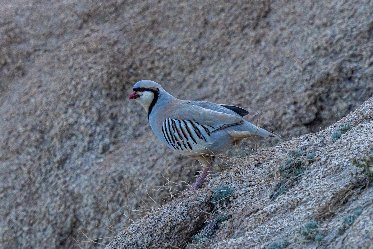 イワシャコ - ML646889290