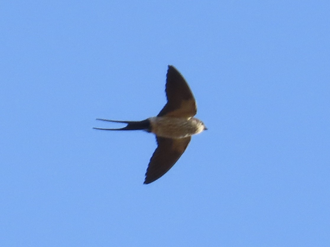 Eastern Red-rumped Swallow (Striated) - ML646889299