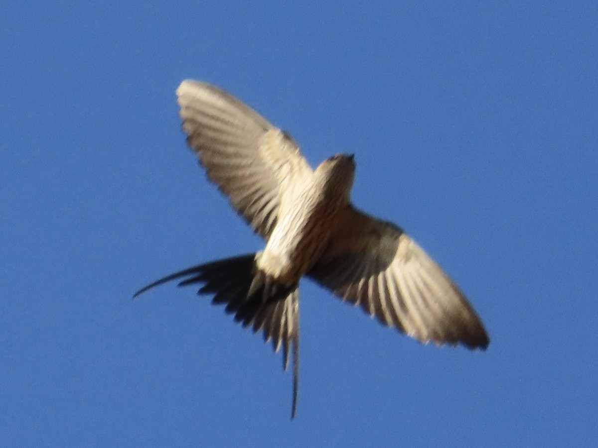 Eastern Red-rumped Swallow (Striated) - ML646889300
