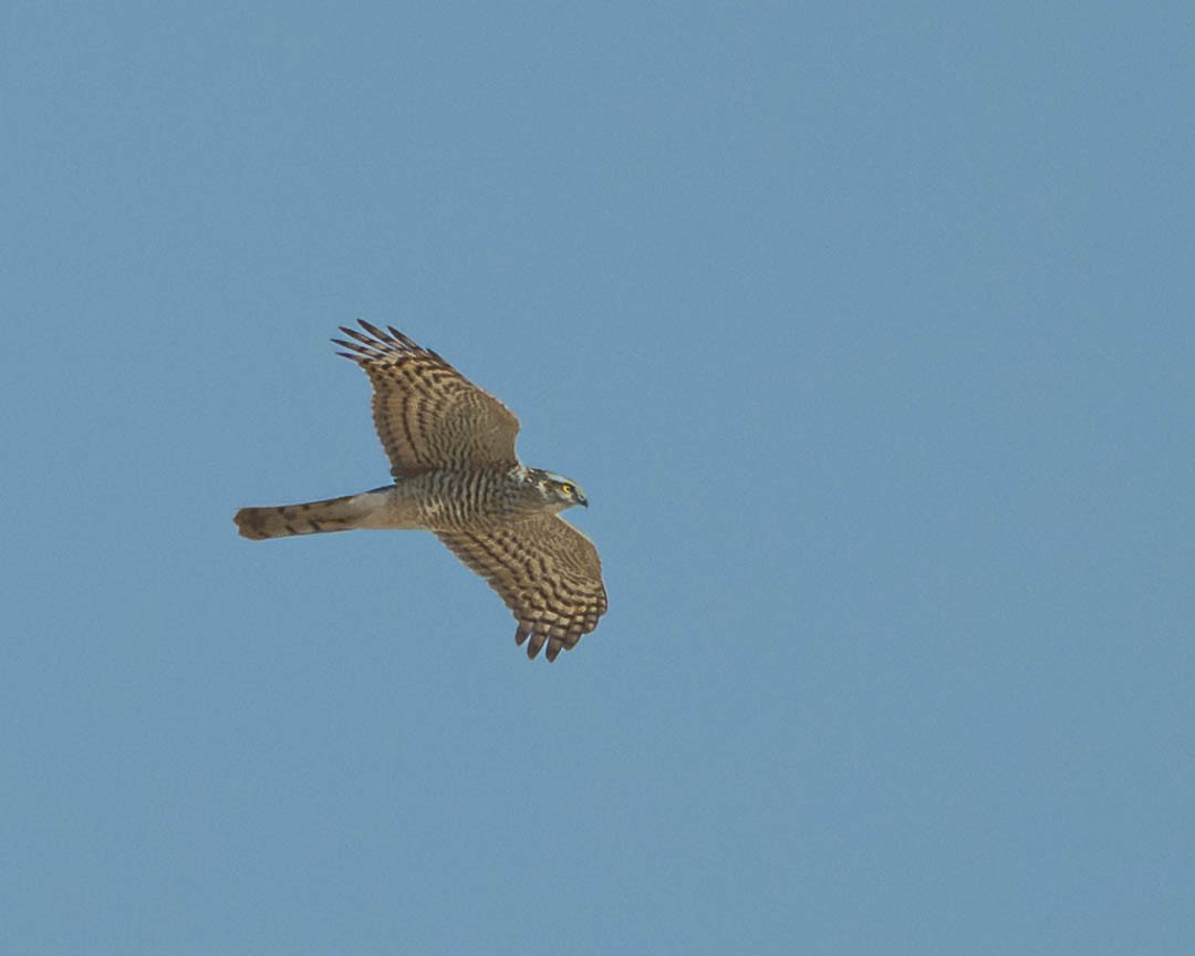 Eurasian Sparrowhawk - ML646889301