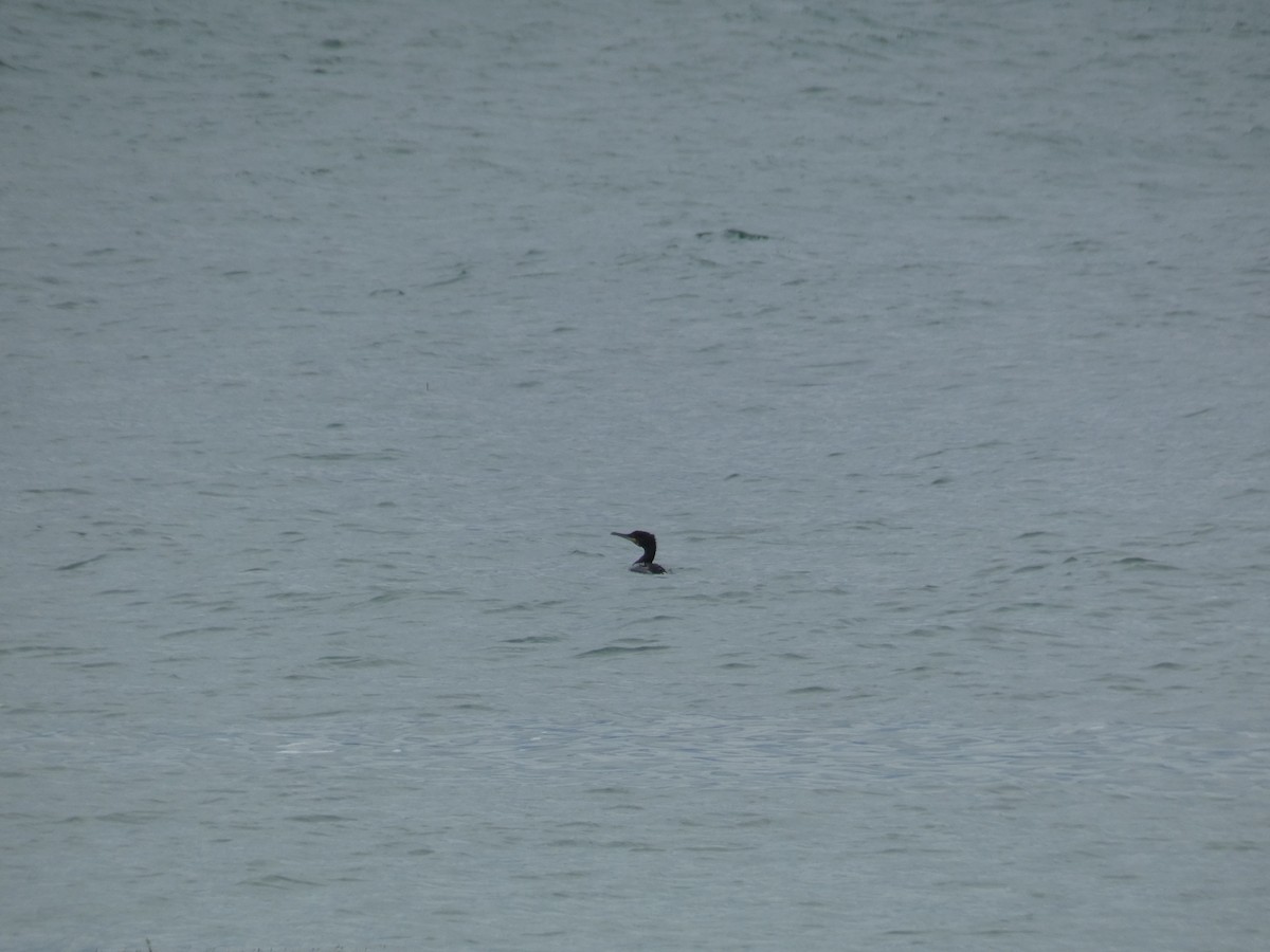 kormorán velký - ML646889304