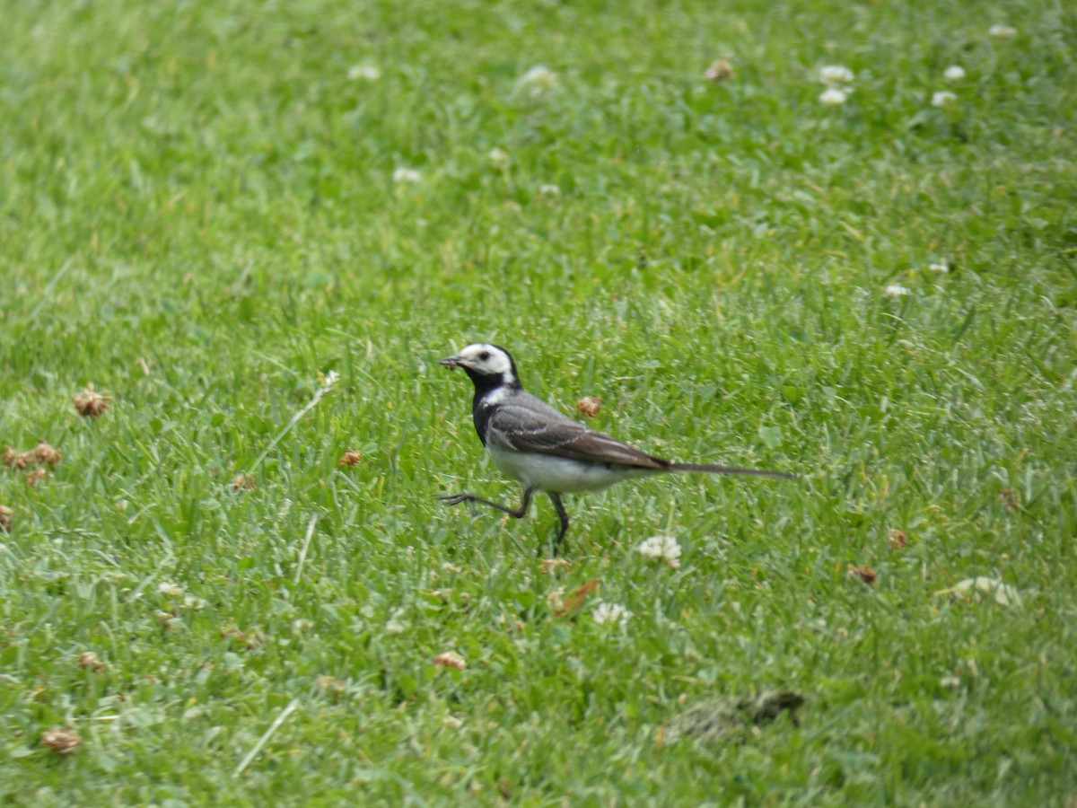 White Wagtail (White-faced) - ML646889306