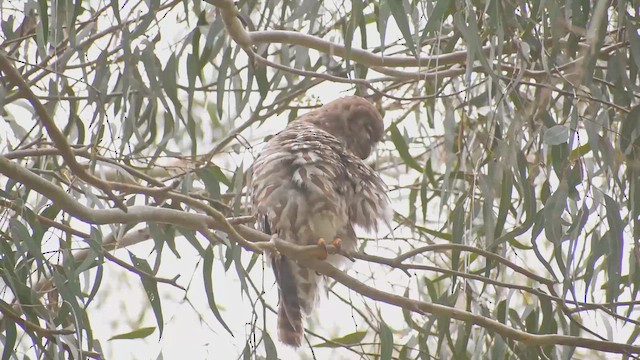 Barking Owl - ML646889310