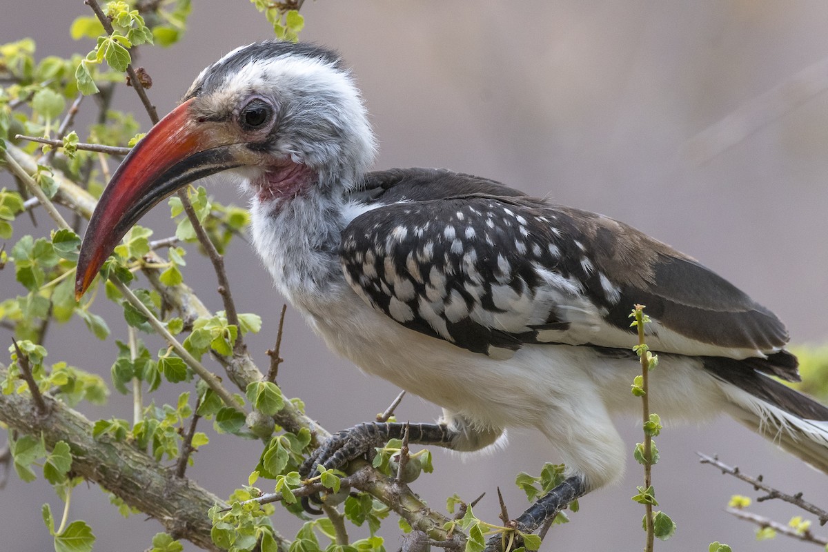 Northern Red-billed Hornbill - ML646889311