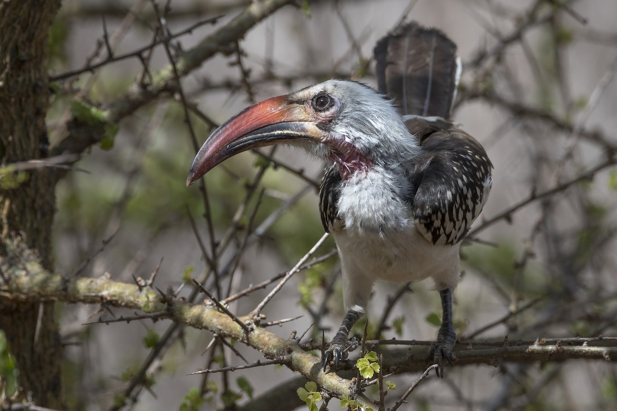 Northern Red-billed Hornbill - ML646889312