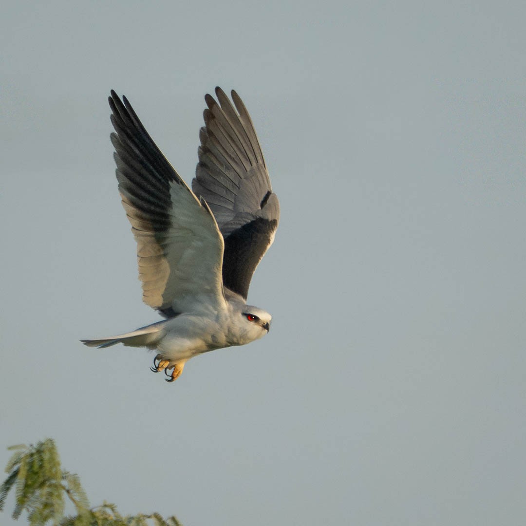 Black-winged Kite - ML646889313