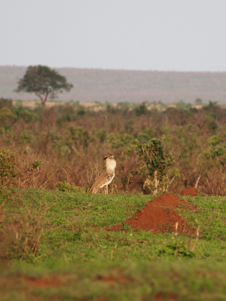 Kori Bustard - ML646889316