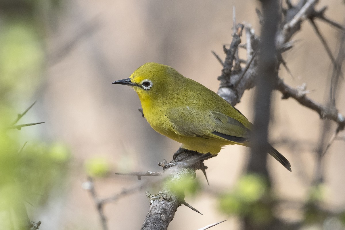 Pale White-eye - ML646889317