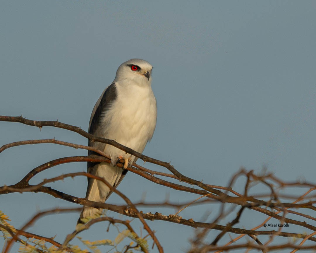 Black-winged Kite - ML646889319