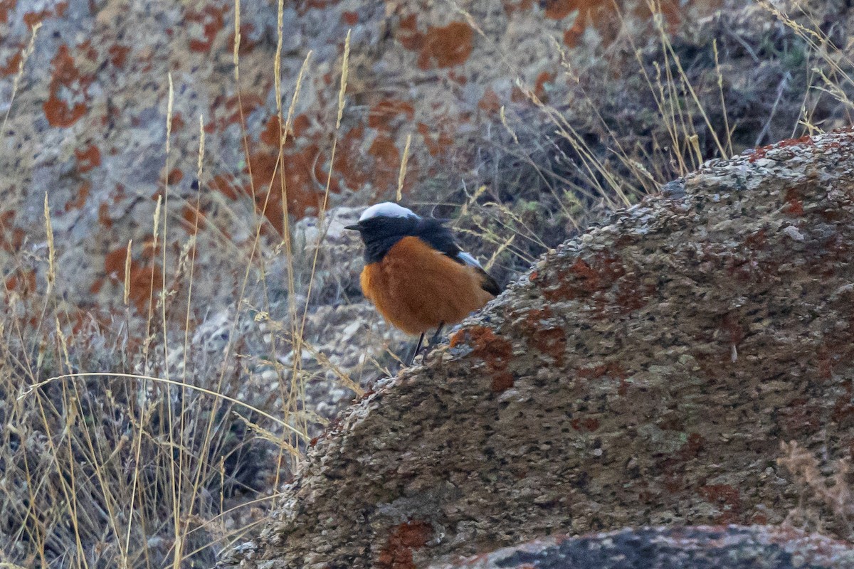 シロガシラジョウビタキ - ML646889322