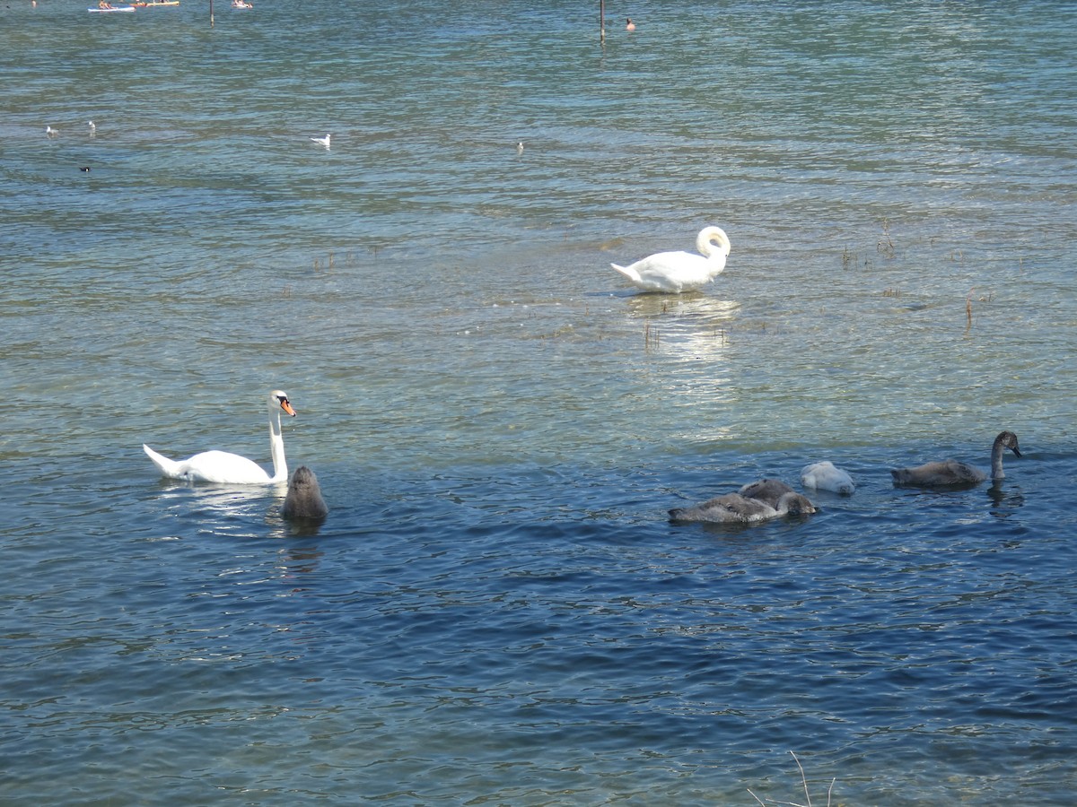 Лебідь-шипун - ML646889336