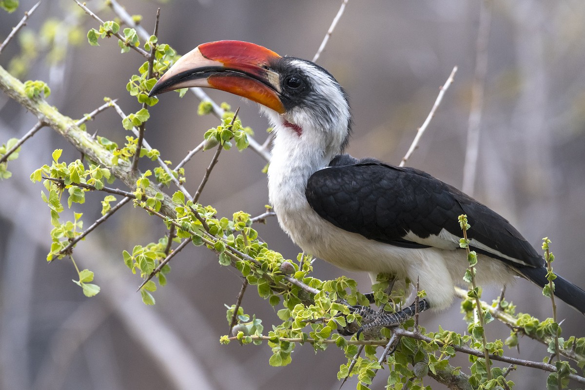 Von der Decken's Hornbill - ML646889337
