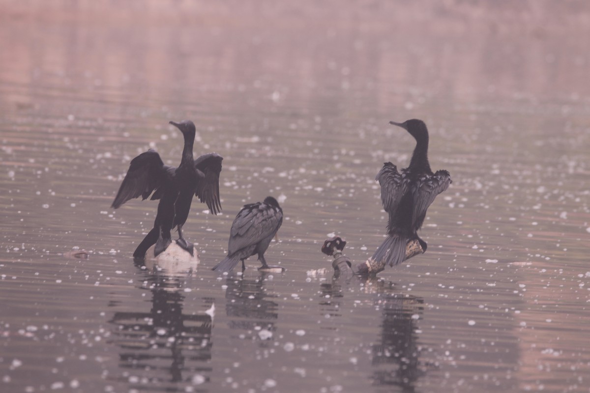 Индийский баклан - ML646889345