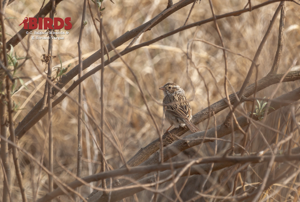 Clay-colored Sparrow - ML646889350