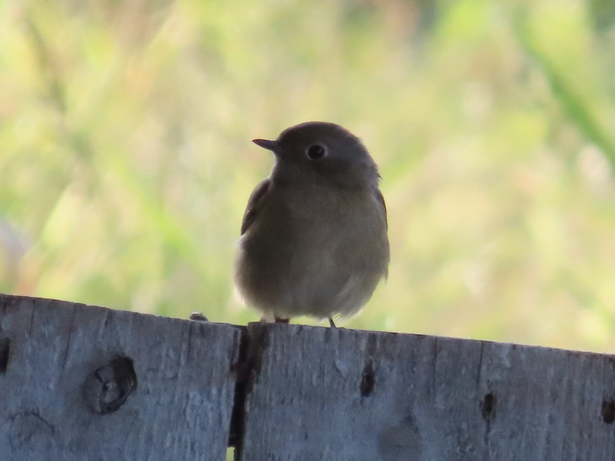 ジョウビタキ - ML646889351