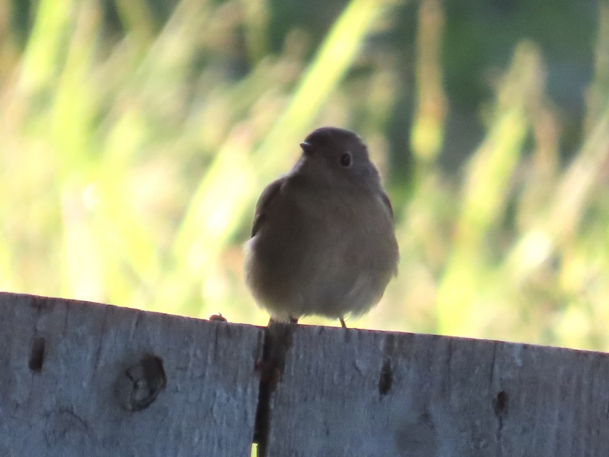 ジョウビタキ - ML646889352