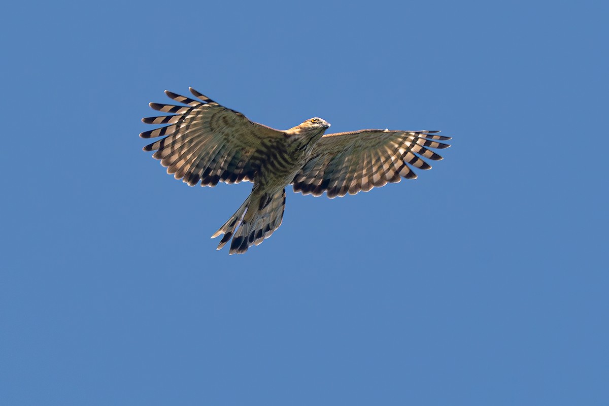 brunbaza - ML646889353