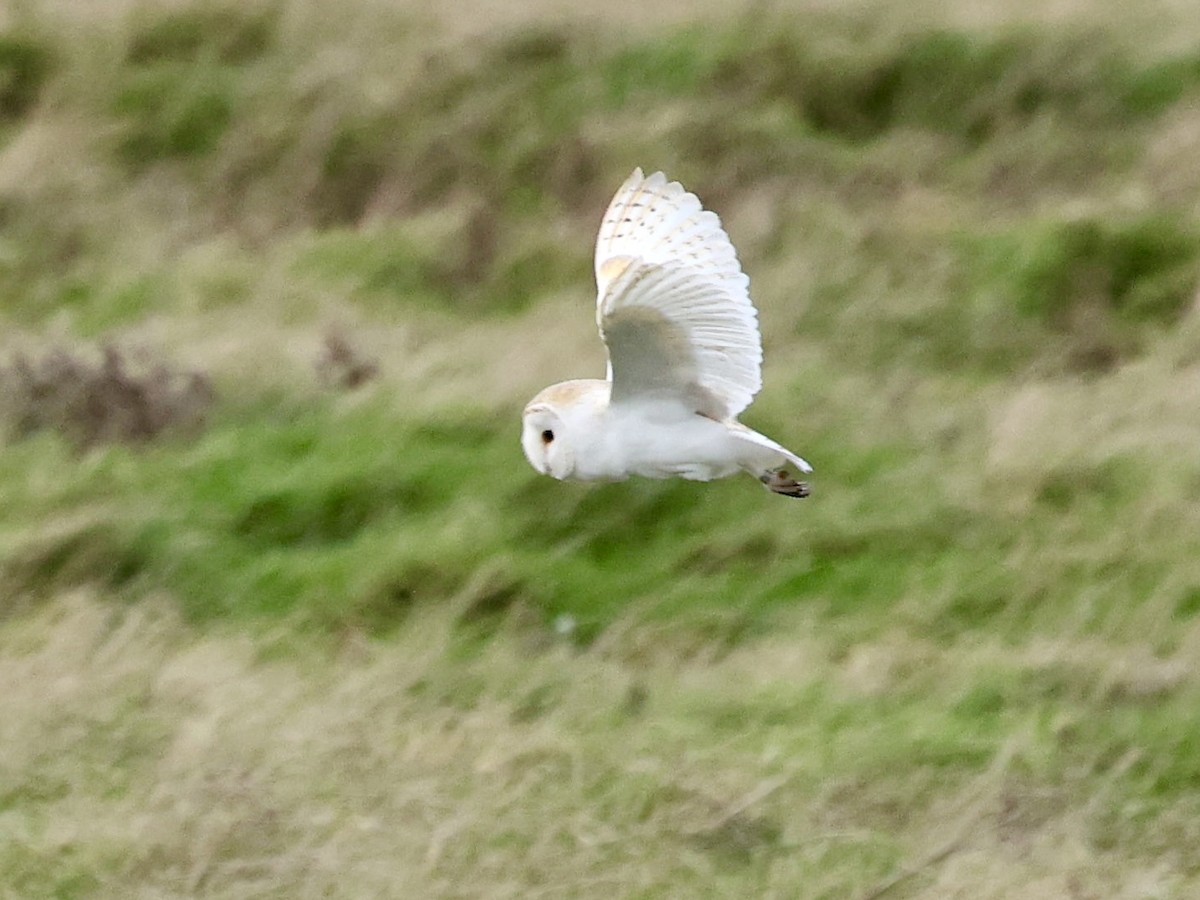 תנשמת לבנה - ML646889362