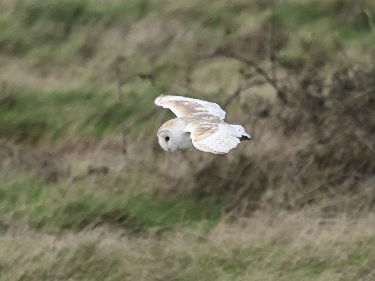 תנשמת לבנה - ML646889363