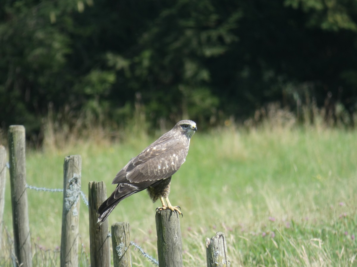 Buse variable - ML646889366