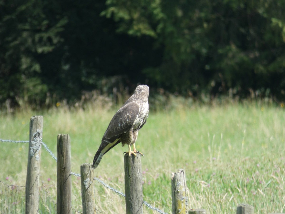 Buse variable - ML646889367