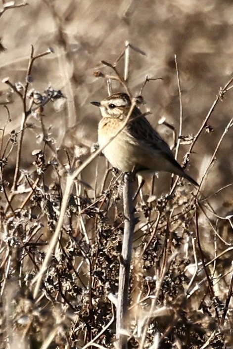 Whinchat - ML646889375