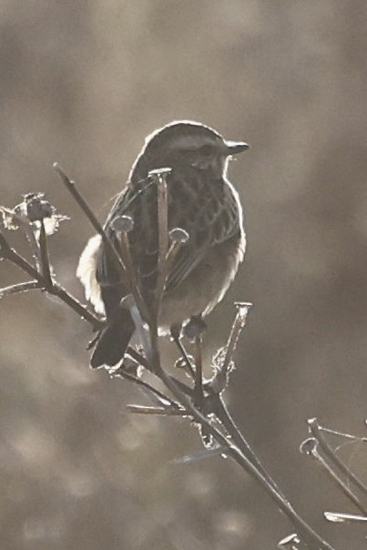 Whinchat - ML646889376
