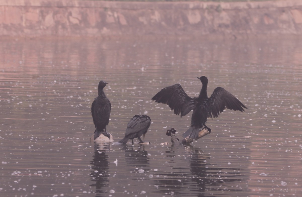 Индийский баклан - ML646889382