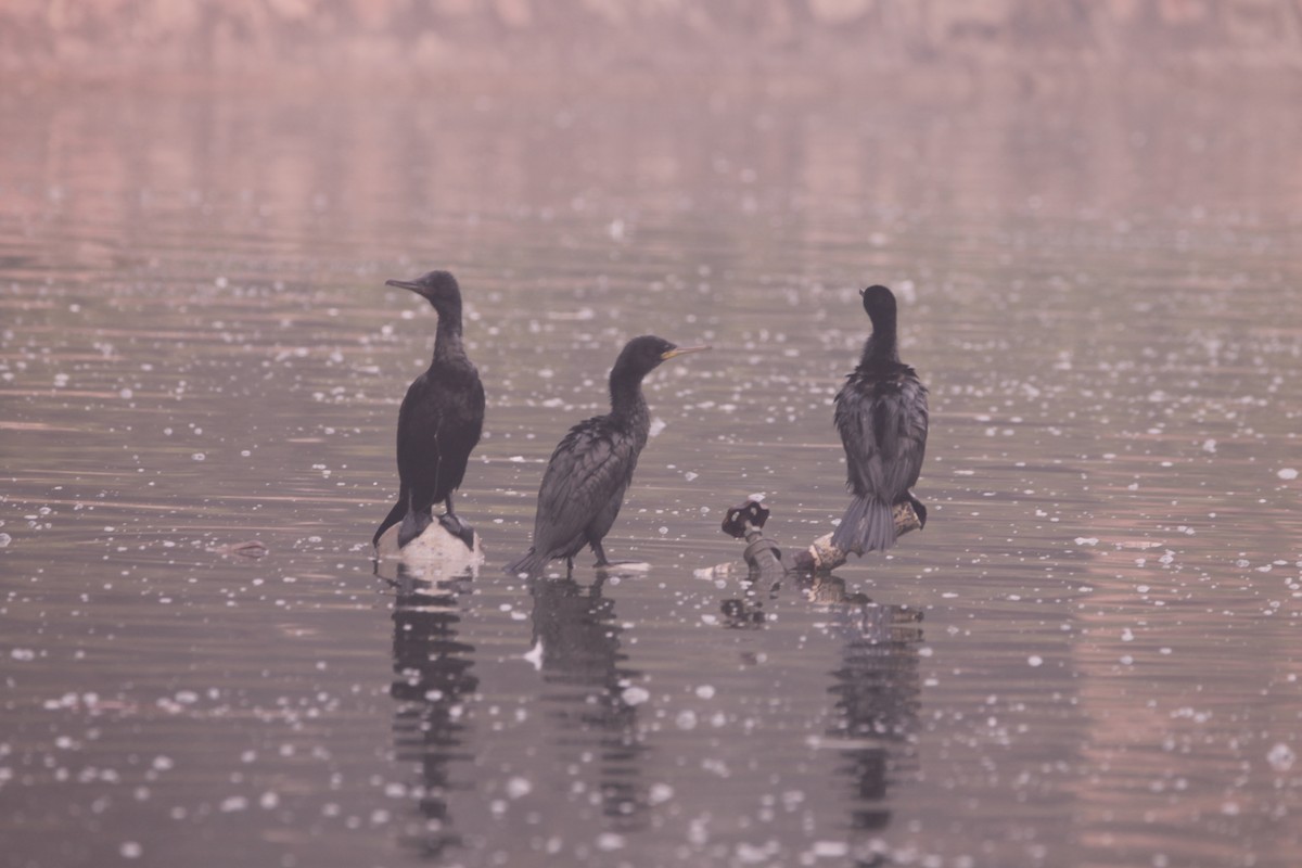 Индийский баклан - ML646889383