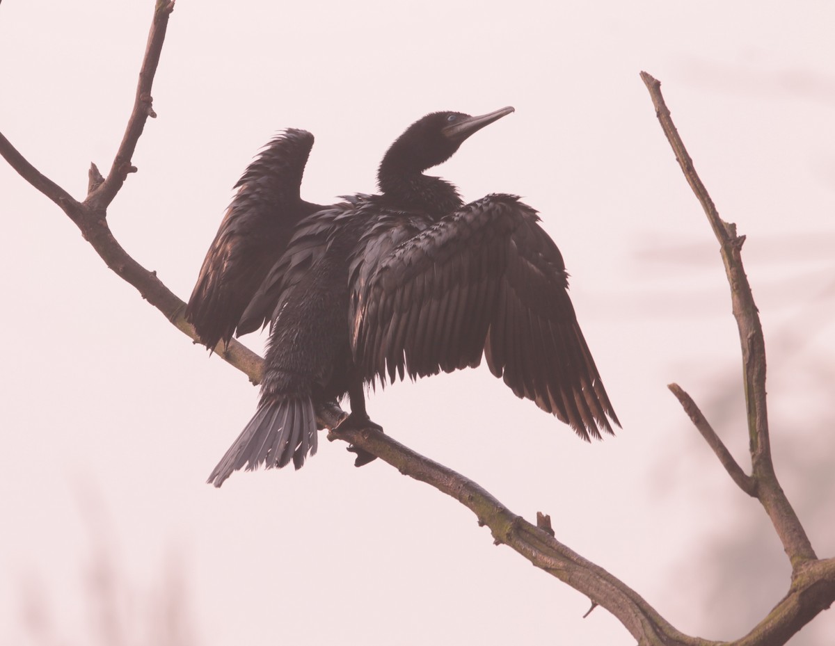 Little Cormorant - ML646889391