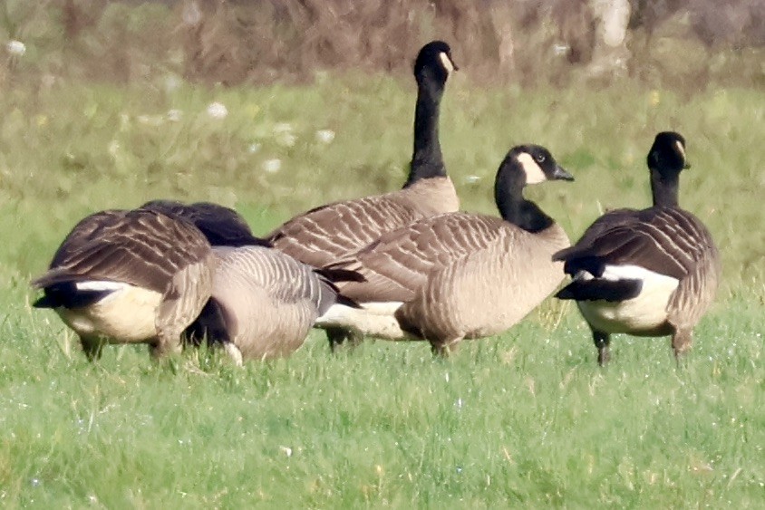 Cackling Goose - ML646889394