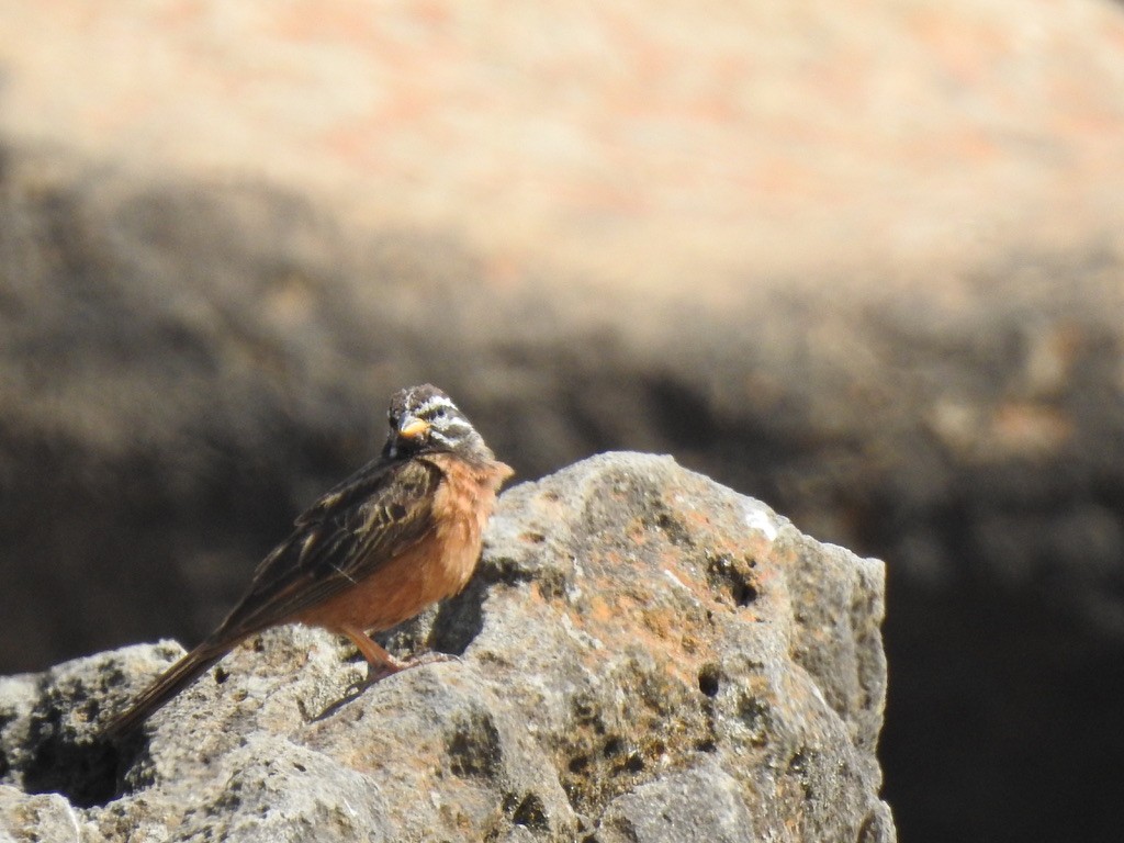 Cinnamon-breasted Bunting - ML646889398