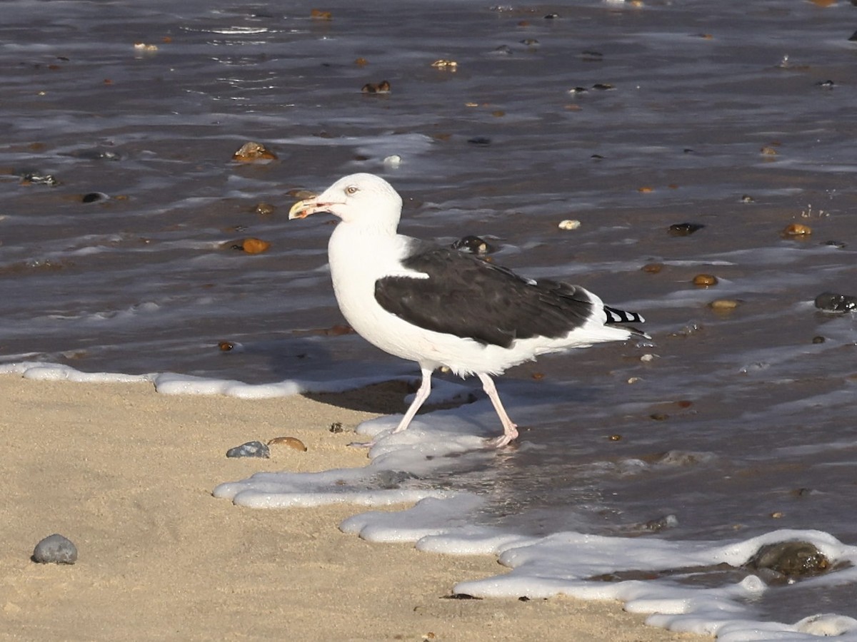 Great Black-backed Gull - ML646889399