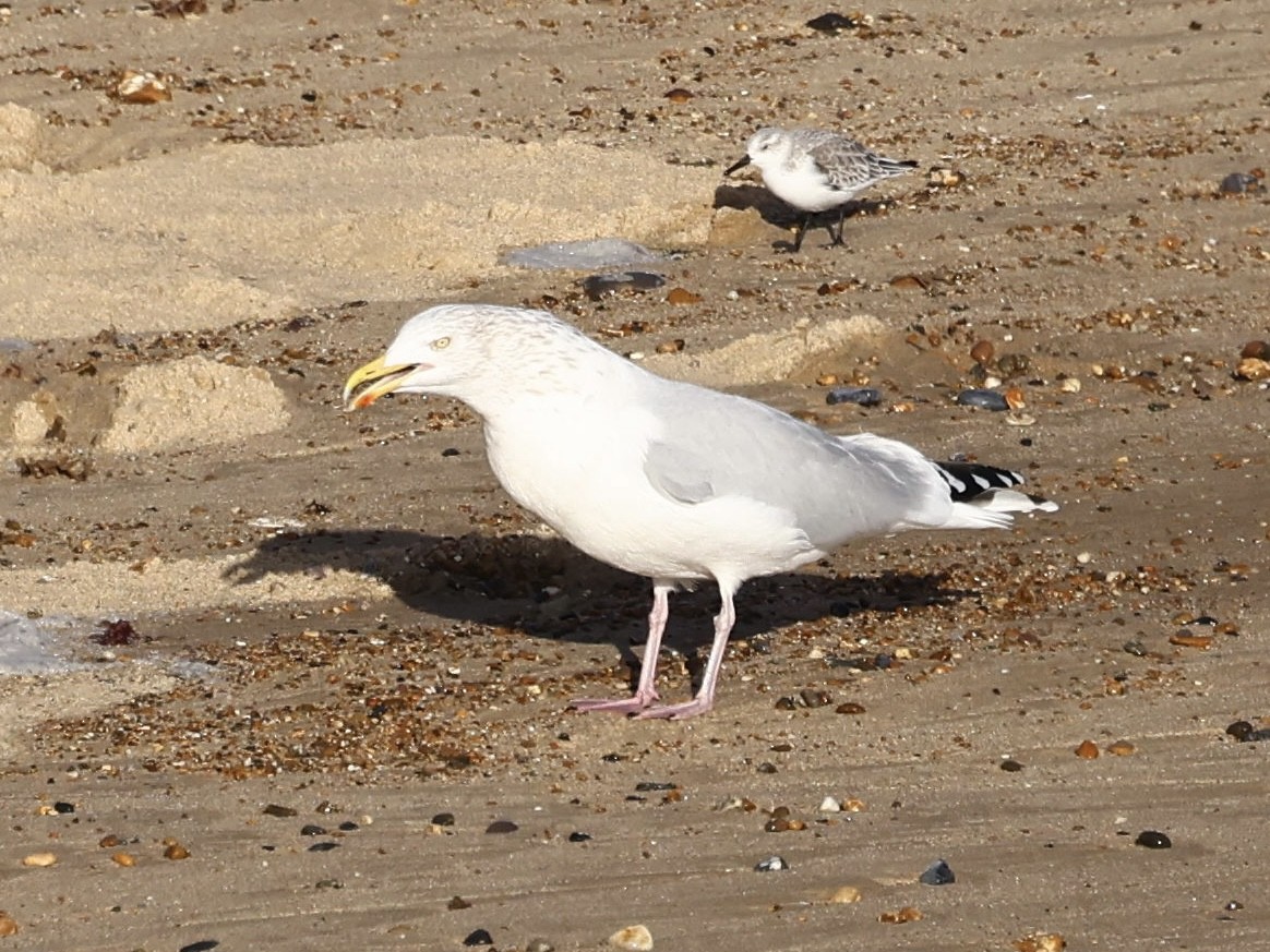 European Herring Gull - ML646889400