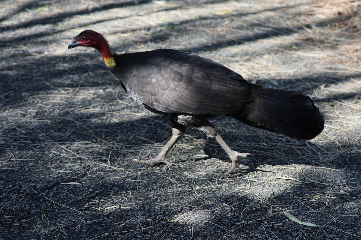 Australian Brushturkey - ML646889408
