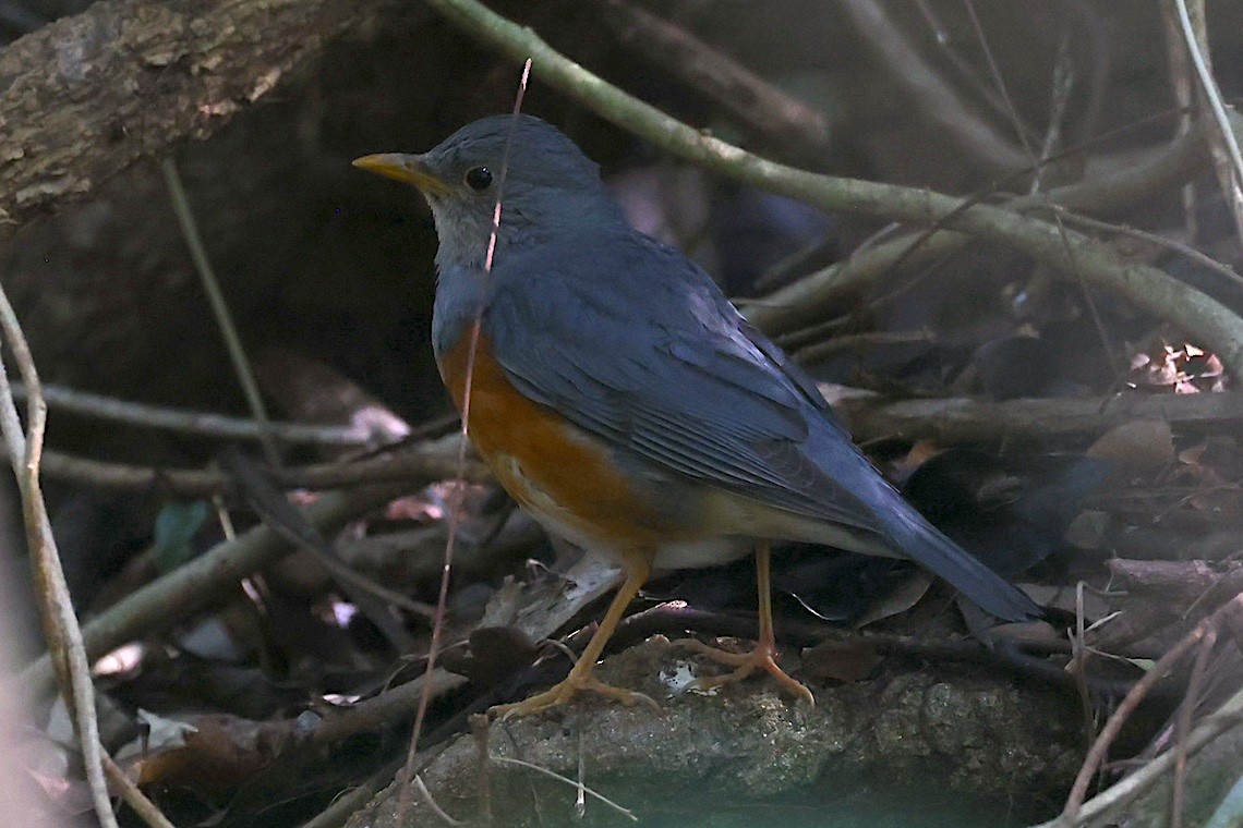 Merle à dos gris - ML646889414