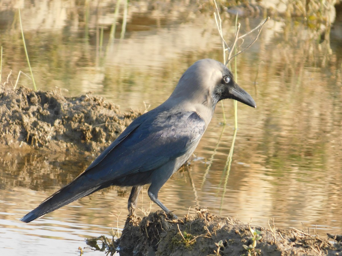 House Crow - ML646889415