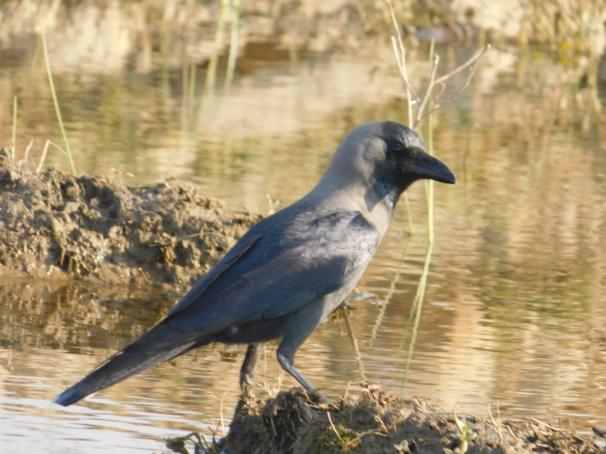 House Crow - ML646889416