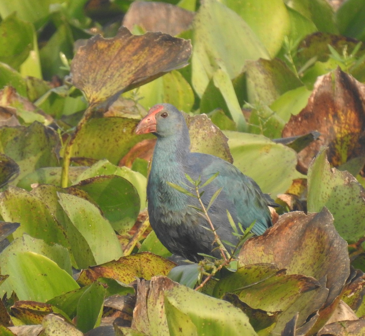 Gray-headed Swamphen - ML646889417