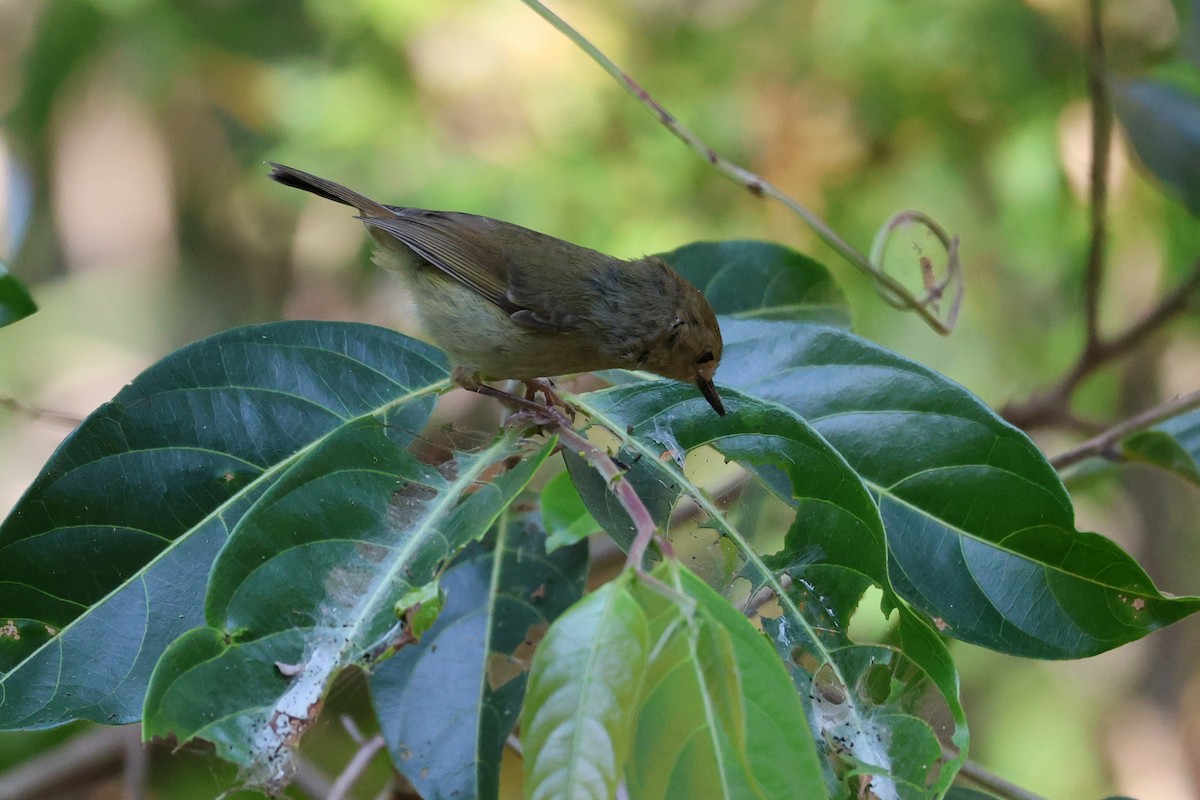 Large-billed Scrubwren - ML646889419