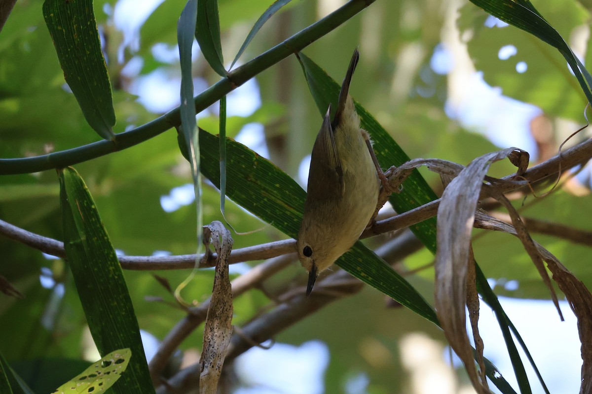 Large-billed Scrubwren - ML646889420