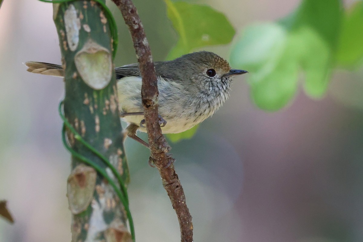 Brown Thornbill - ML646889423